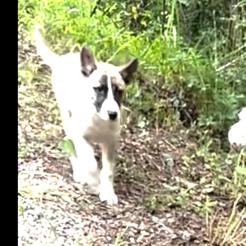 A baby small-sized male Yellow / Tan / Blond / Fawn Mixed Breed dog named Maryanne for adoption in Parrish, AL