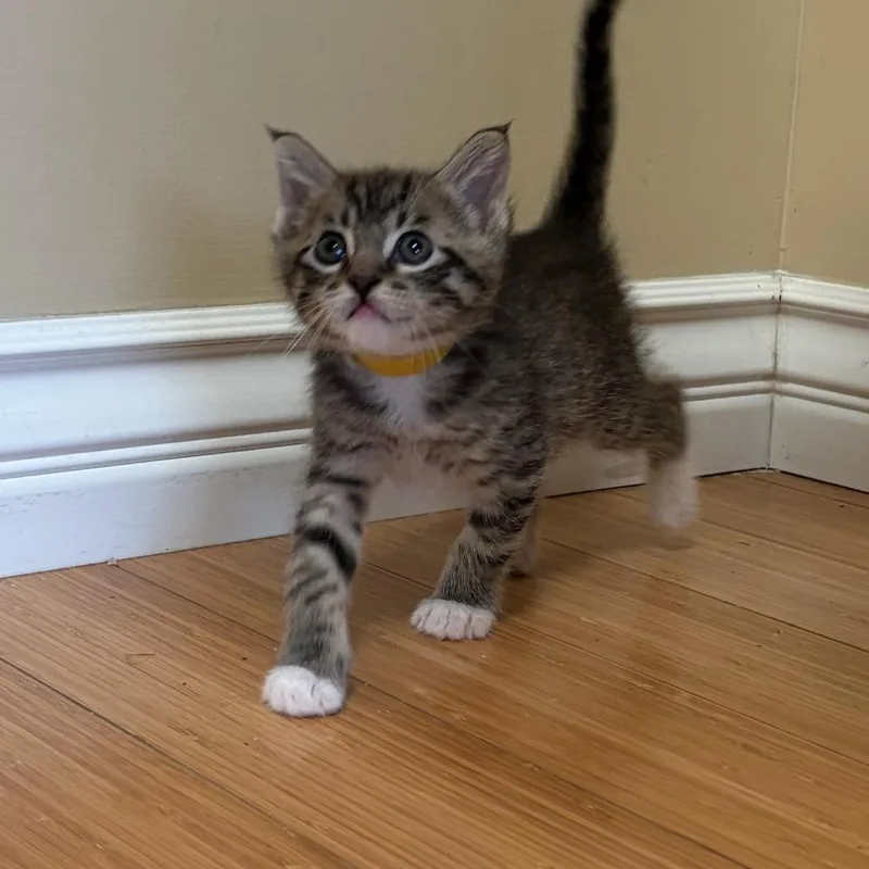 Mittens