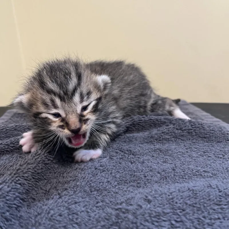 Mittens thumbnail 2