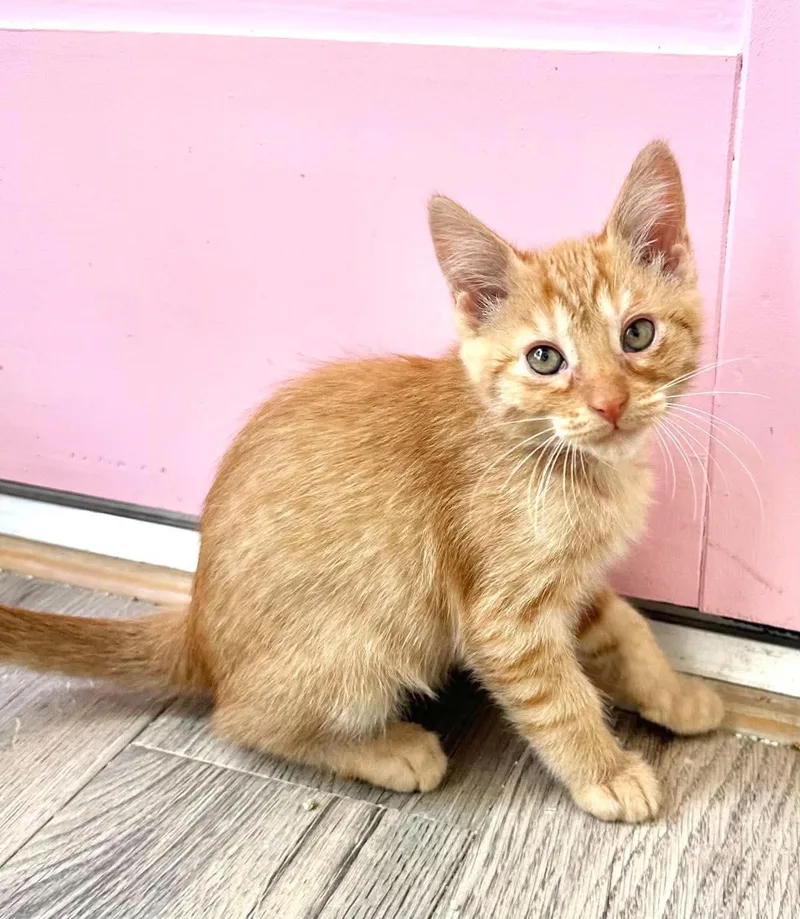 A young medium-sized male Tabby cat named Truce for adoption in Fort Payne, AL