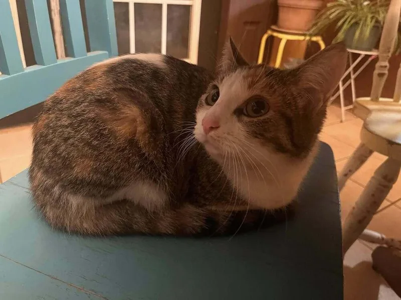 Galadriel  "gal" thumbnail 3