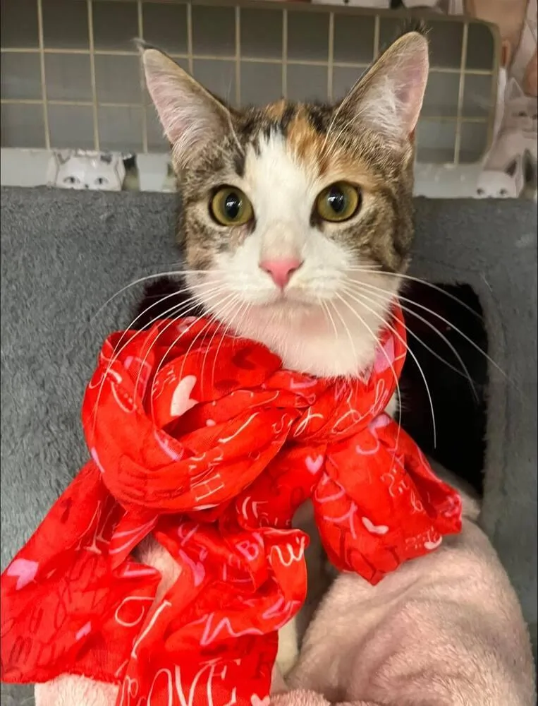 Galadriel  "gal" thumbnail 4