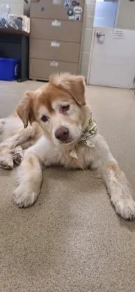 A senior large-sized male Mixed Breed dog named Mags for adoption in Vero Beach, FL