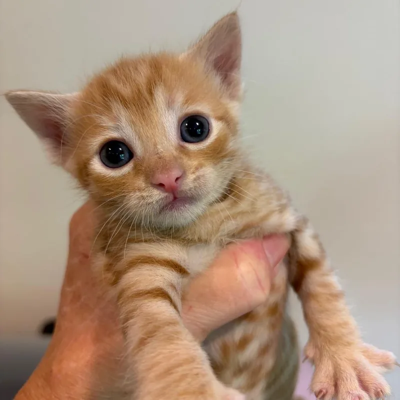 A baby small-sized female Orange / Red American Shorthair cat named Monterrey for adoption in Long Beach, CA