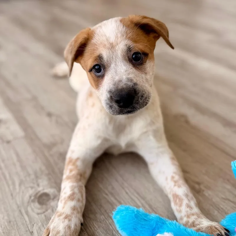 Pancake Pat thumbnail 2