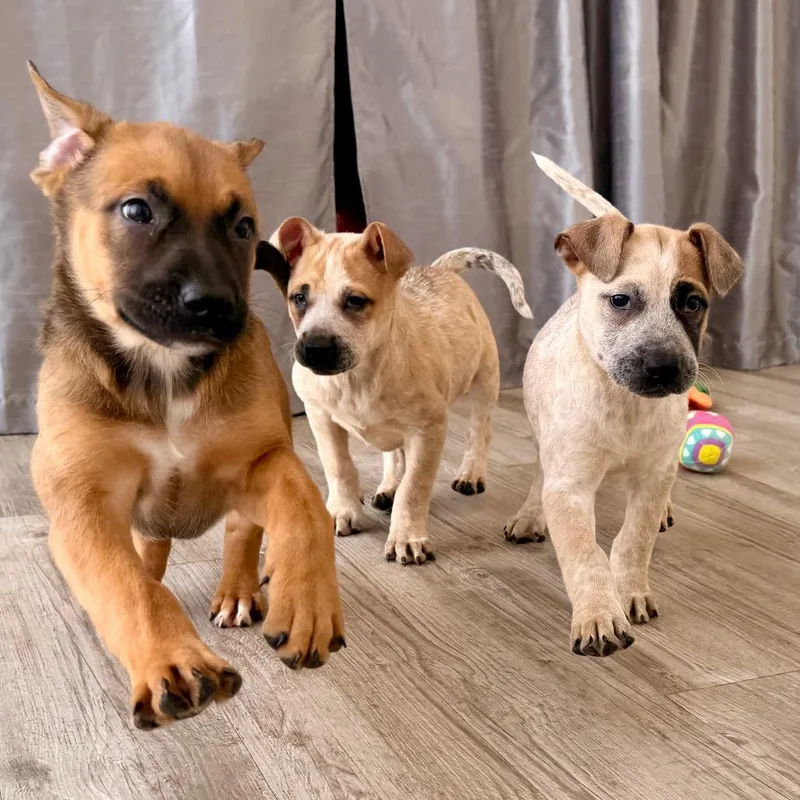 Pancake Pat thumbnail 3