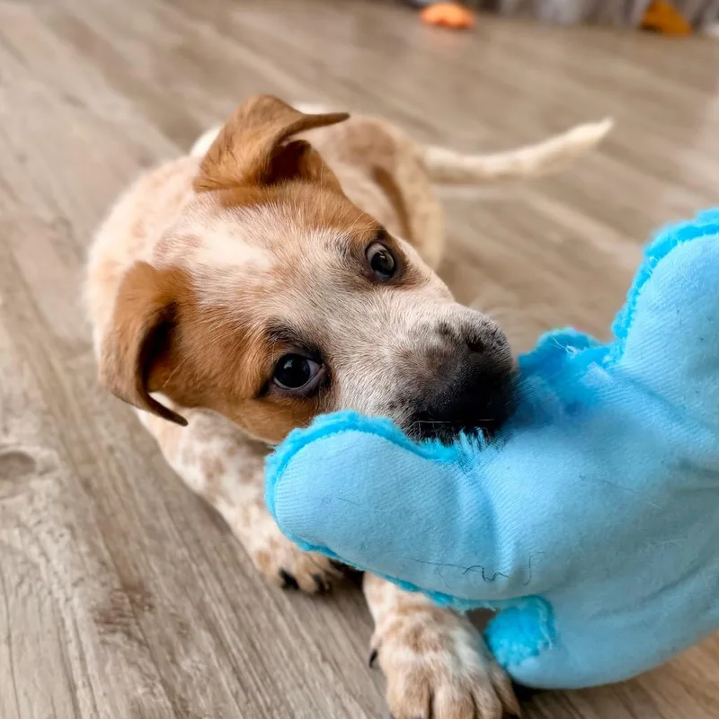 Pancake Pat thumbnail 4