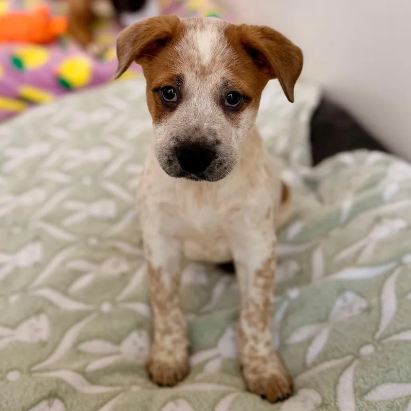 Pancake Pat thumbnail 6