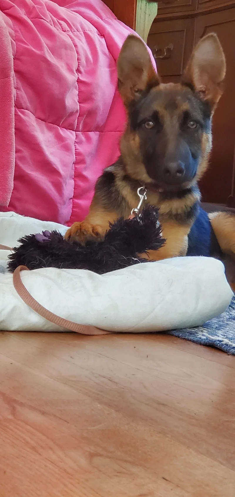 A young medium-sized female German Shepherd Dog dog named Saga for adoption in Centreville, VA