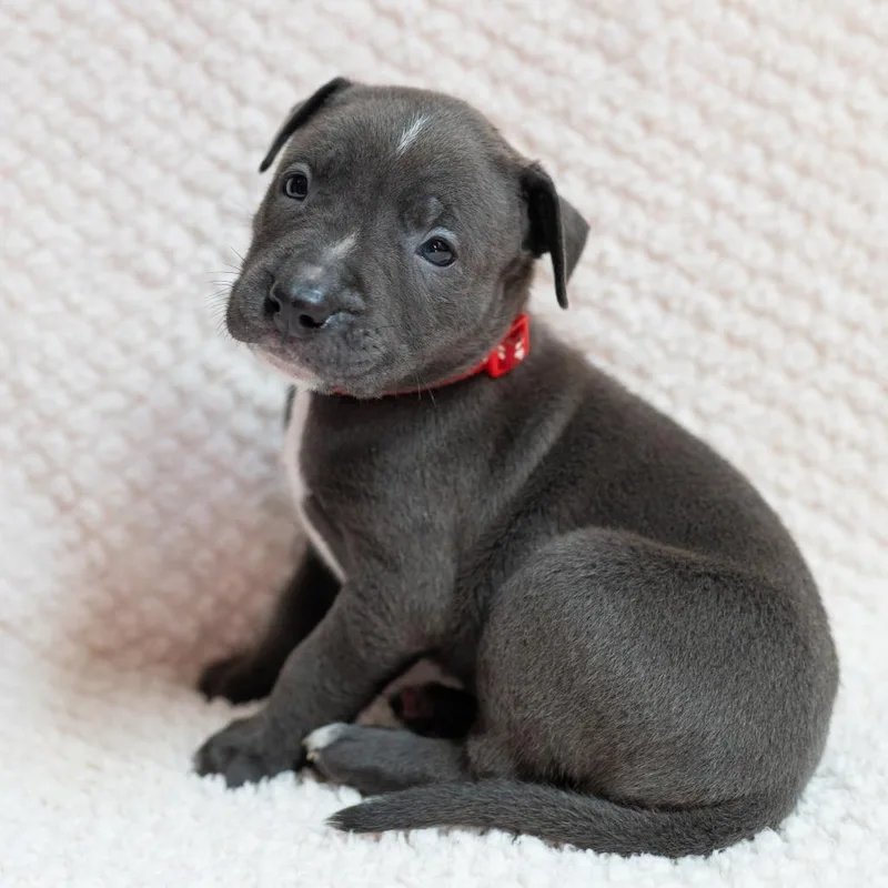 A baby small-sized male Gray / Blue / Silver Black Labrador Retriever dog named Mulligan for adoption in Fulton, MO