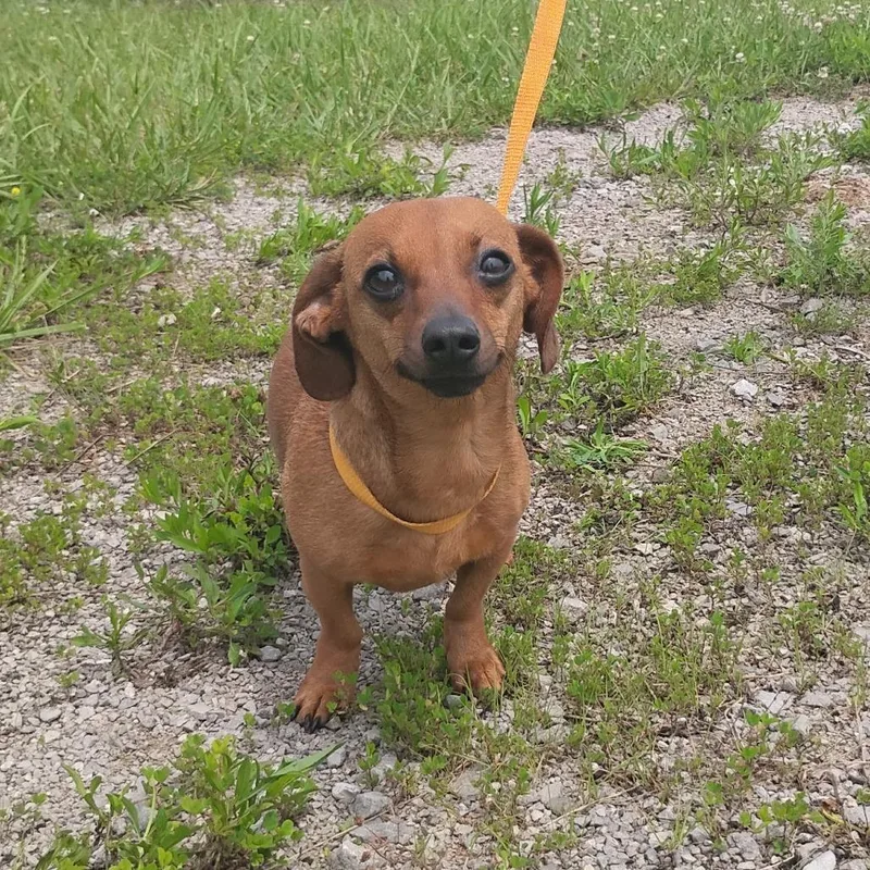 An adult small-sized female Red / Chestnut / Orange Miniature Dachshund dog named Viviana for adoption in Winchester, TN