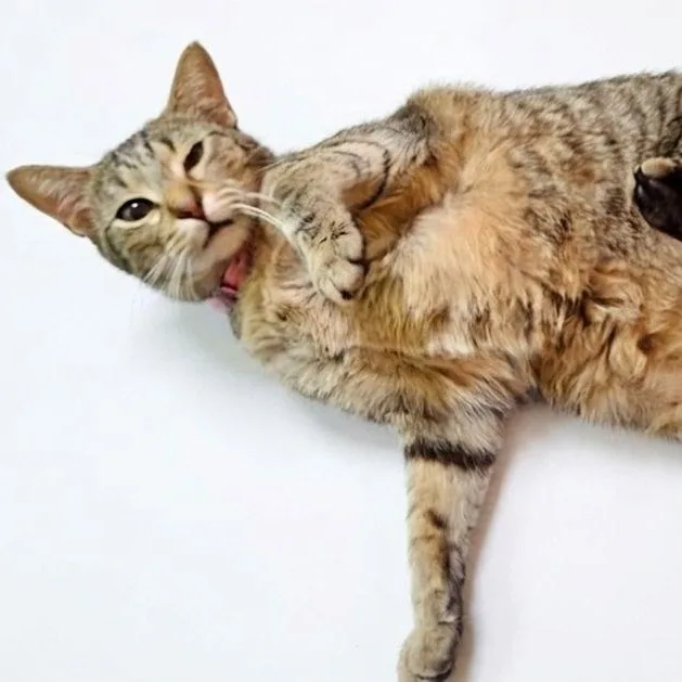 An adult medium-sized female Tabby (Buff / Tan / Fawn) Tabby cat named Foxtrot for adoption in Dallas, TX