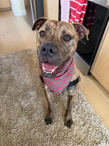 An adult large-sized male Pit Bull Terrier dog named Alfie for adoption in Austin, TX