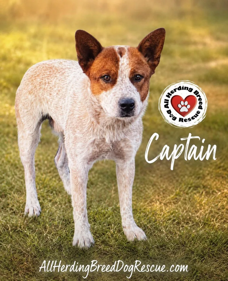 A young medium-sized male Red / Chestnut / Orange Cattle Dog dog named Captain for adoption in Joliet, IL