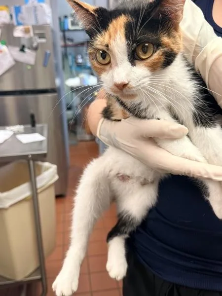 An adult small-sized female Domestic Short Hair cat named Gecko for adoption in Salisbury, MD