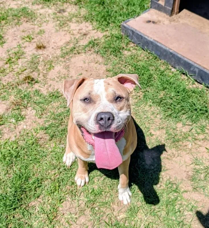 An adult large-sized female Yellow / Tan / Blond / Fawn Pit Bull Terrier dog named Tillie for adoption in Colonial Heights, VA