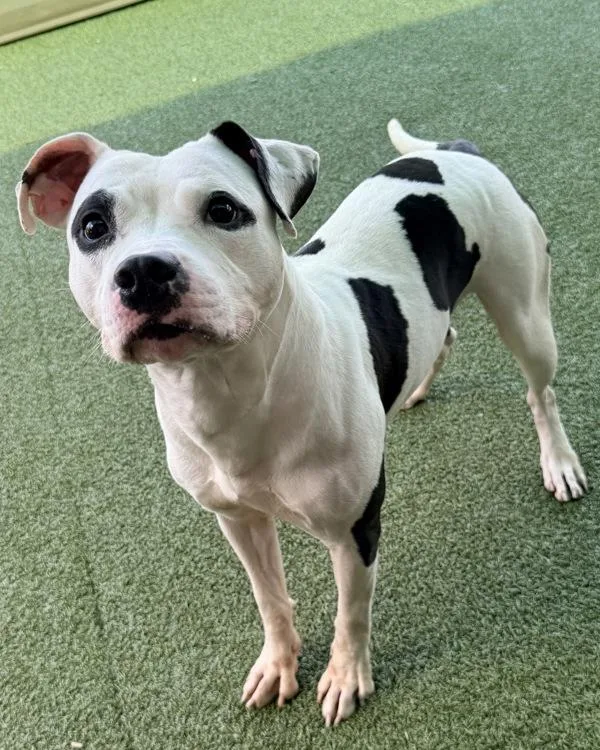 An adult large-sized male Pit Bull Terrier dog named Waffle for adoption in Canton, GA