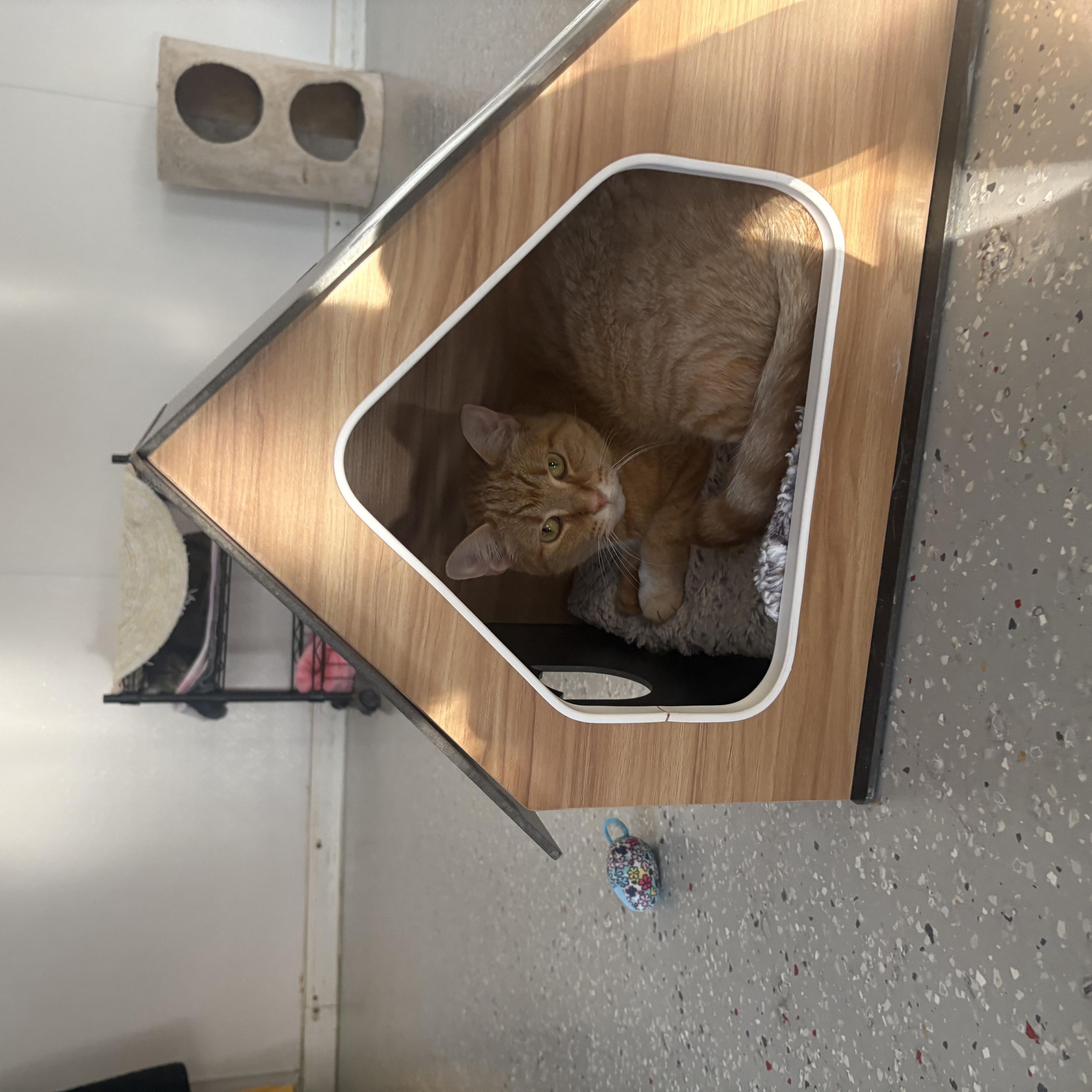 An adult medium-sized male Tabby (Orange / Red) Domestic Short Hair cat named Aslan for adoption in Lansing, MI
