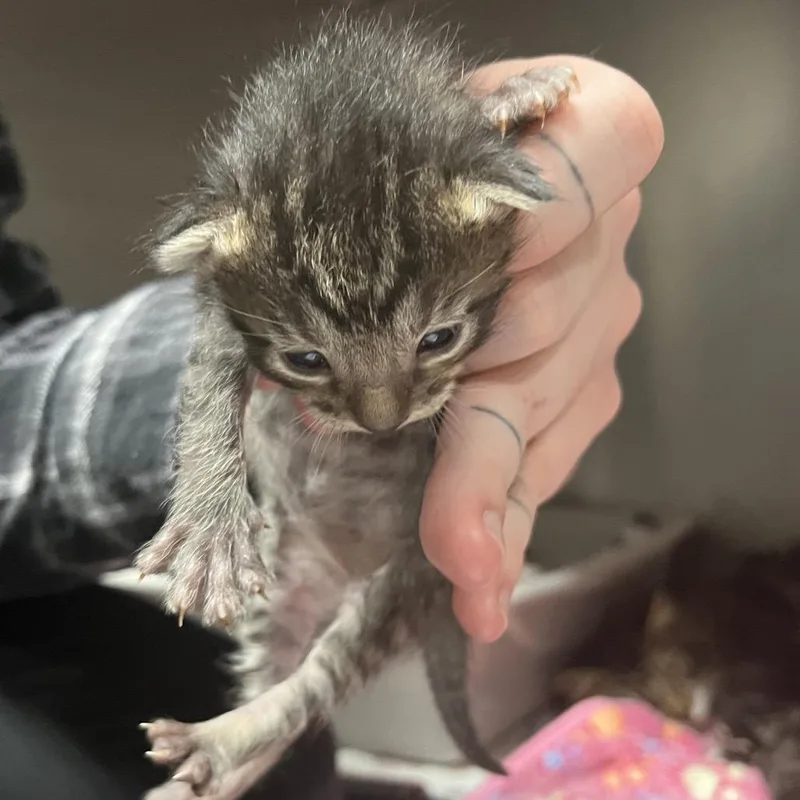 A baby small-sized female Gray / Blue / Silver Domestic Medium Hair cat named Unagi for adoption in Birmingham, AL