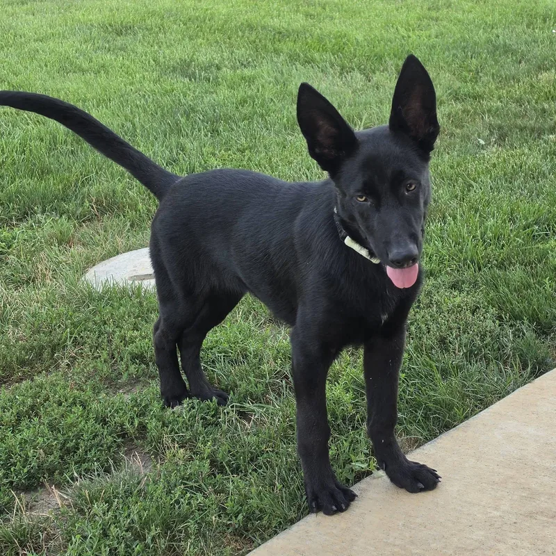A young large-sized male German Shepherd Dog dog named Foley for adoption in Mclean, IL