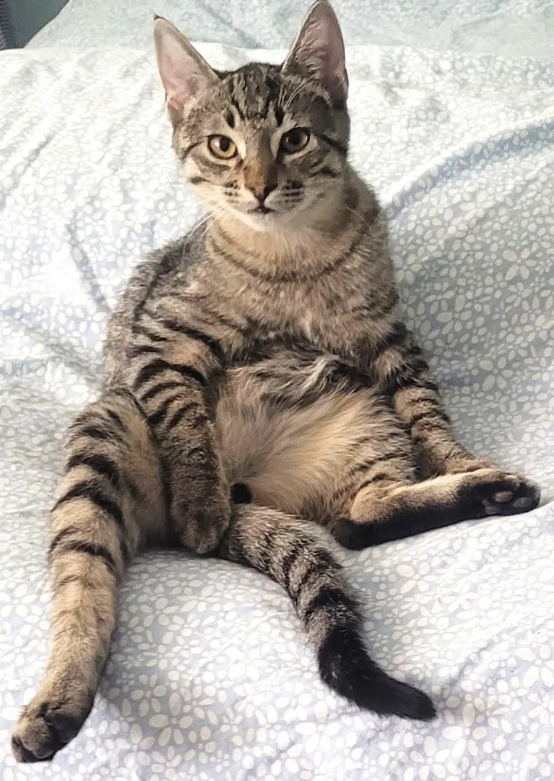A young medium-sized male Tabby (Brown / Chocolate) Domestic Short Hair cat named Wolfie for adoption in Austin, TX