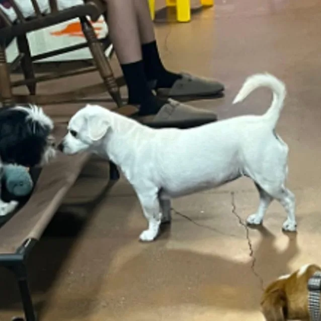 A senior small-sized female Chihuahua dog named Pearl for adoption in Lafayette, CA