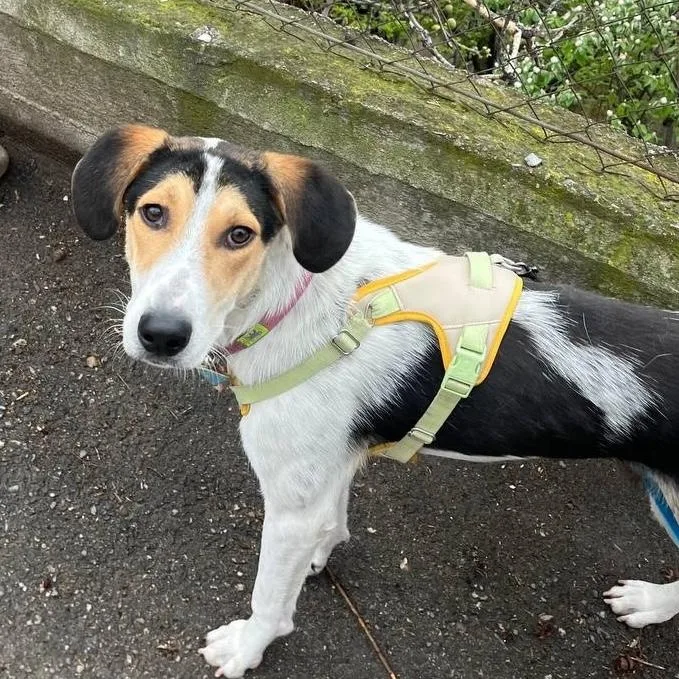 A young medium-sized male Tricolor (Brown, Black, & White) Pointer dog named Boris for adoption in Morristown, NJ
