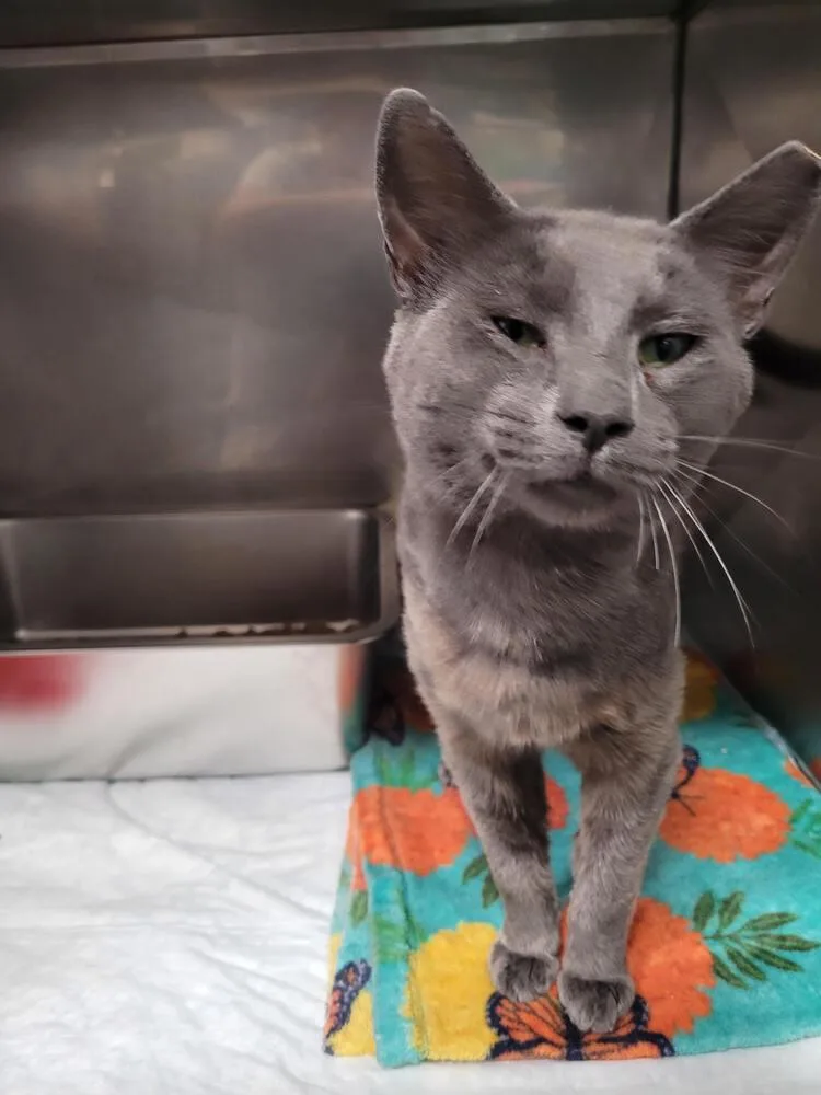 An adult small-sized male Gray / Blue / Silver Domestic Short Hair cat named Cosmo for adoption in Linton, IN