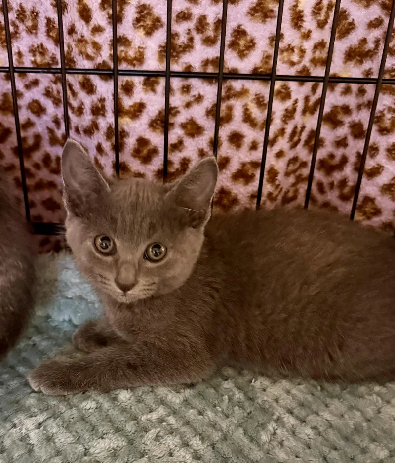 A baby medium-sized female Gray / Blue / Silver Russian Blue cat named Snowie for adoption in New Port Richey, FL