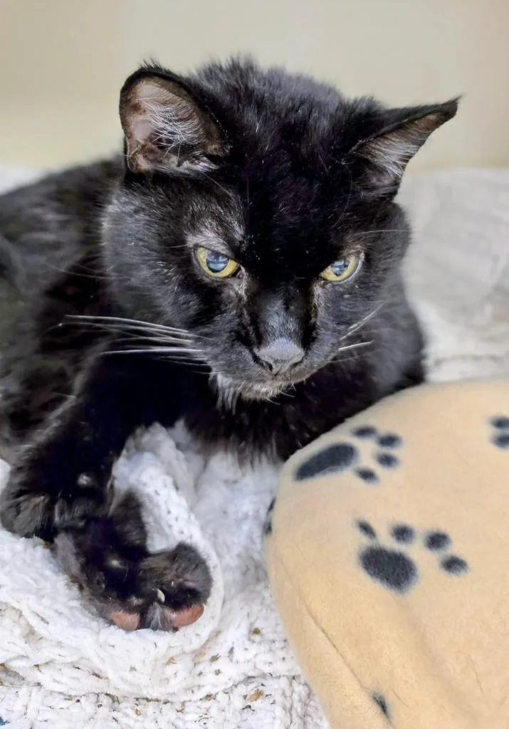 A senior medium-sized female Domestic Short Hair cat named Skrunklestiltskin for adoption in Bloomington, IN