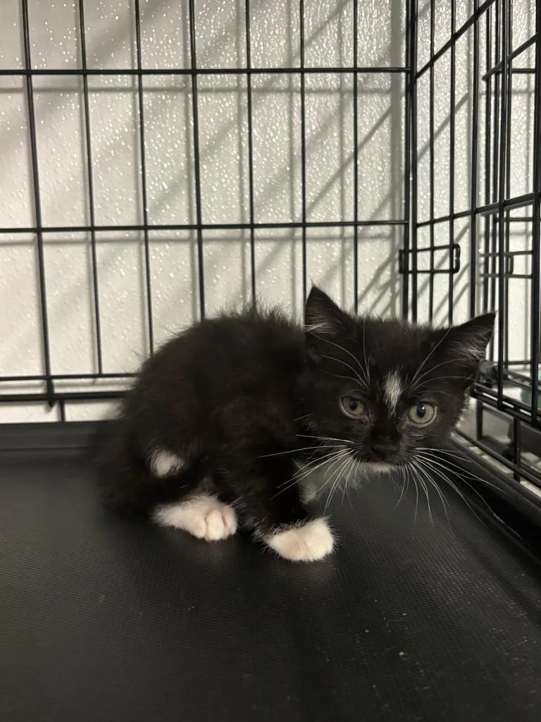 A baby large-sized female Domestic Short Hair cat named Marlon for adoption in Metter, GA