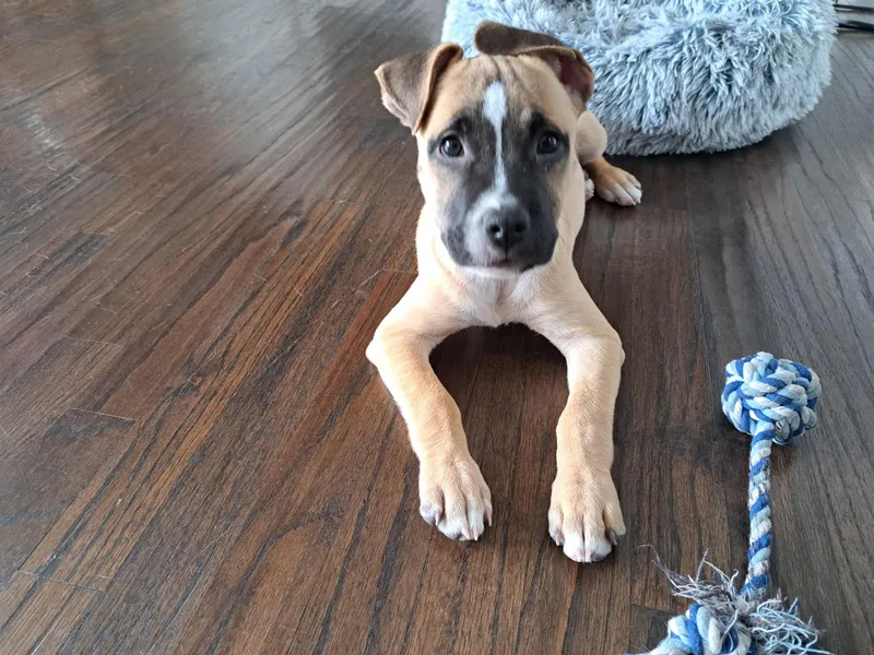 A baby large-sized male Yellow / Tan / Blond / Fawn Shepherd dog named Gunner for adoption in Celina, TX