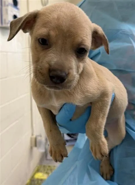 A baby small-sized male American Staffordshire Terrier dog named Marvin for adoption in San Antonio, TX