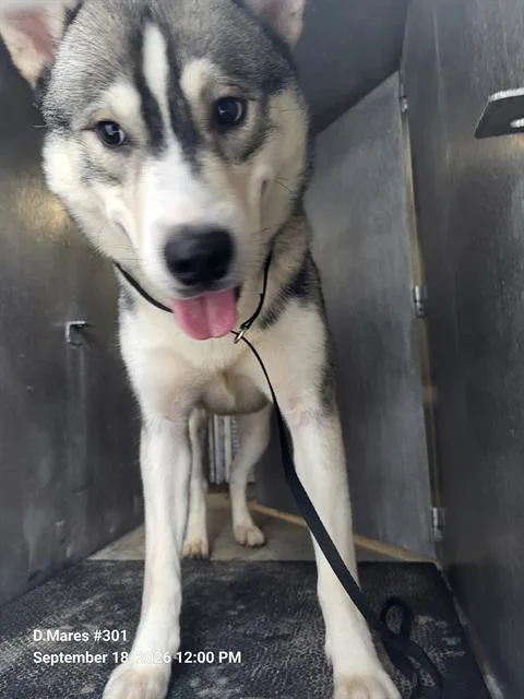 A young large-sized male Husky dog named Spike for adoption in San Antonio, TX
