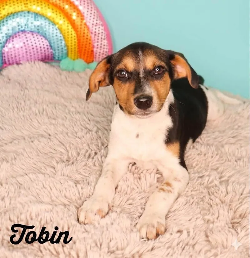 A baby small-sized male Rat Terrier dog named Tobin for adoption in Monticello, MN