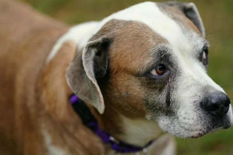 Nac's Maya Tx thumbnail 2