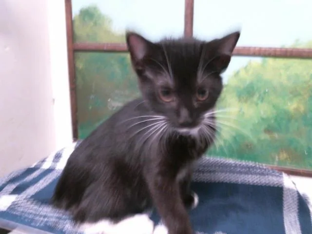 A baby small-sized female Domestic Short Hair cat named June for adoption in Houston, TX
