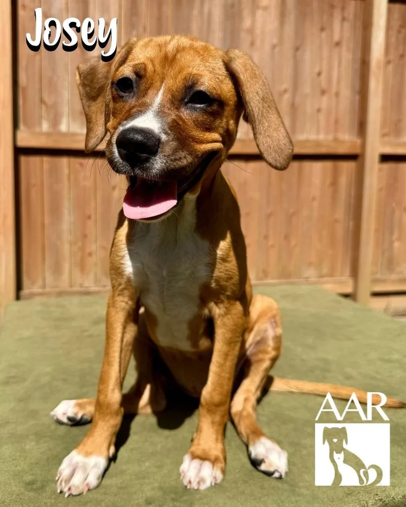 A baby small-sized female Terrier dog named Josey for adoption in Magnolia, TX
