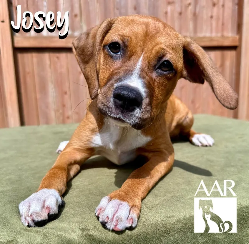 Josey thumbnail 3