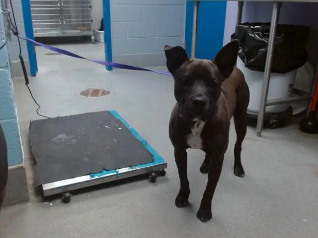 A young medium-sized male Pit Bull Terrier dog named Drake for adoption in Albuquerque, NM