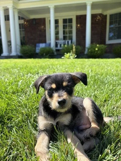 A young small-sized male Chihuahua dog named Charlie for adoption in Sunnyvale, CA