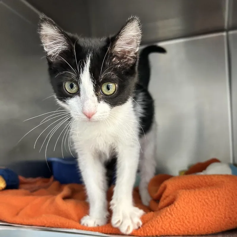 Omelette thumbnail 2