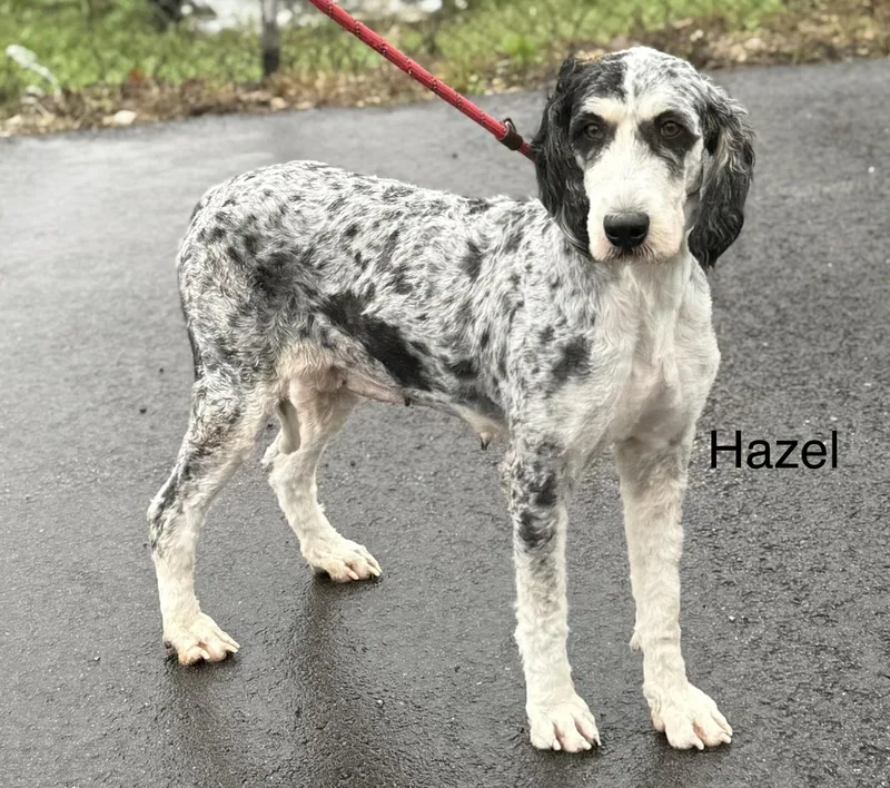 An adult medium-sized female Merle (Blue) Bernadoodle dog named Hazel for adoption in Ashland, OH
