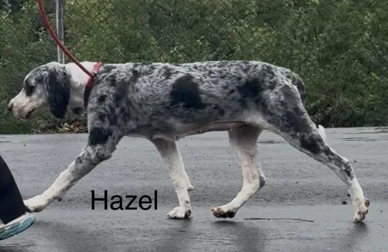Hazel thumbnail 2