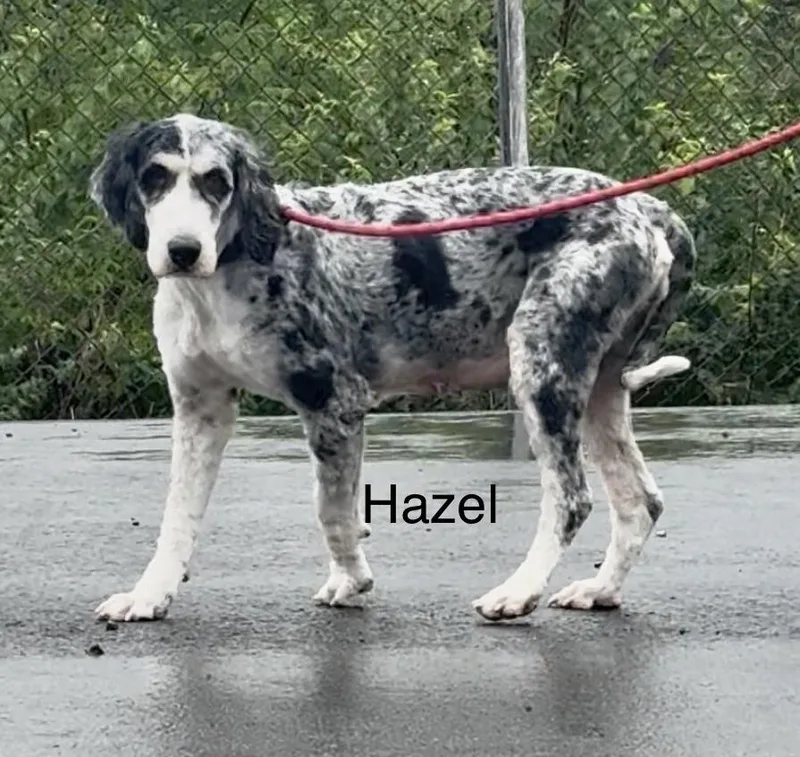 Hazel thumbnail 3