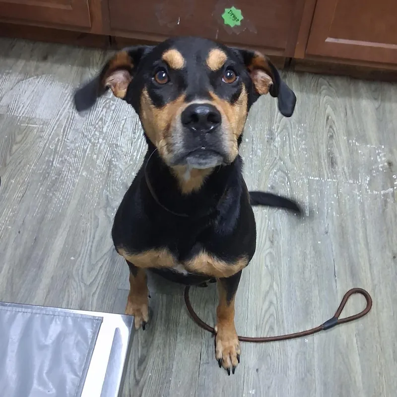 An adult medium-sized male Black Mixed Breed dog named Guy Fieri for adoption in Summerville, SC