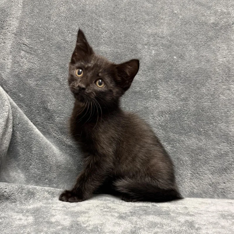 A baby medium-sized male Domestic Short Hair cat named Thackery Binx for adoption in Brenham, TX