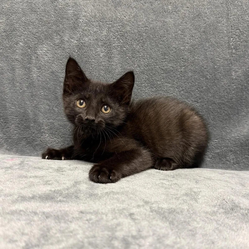 Thackery Binx thumbnail 2