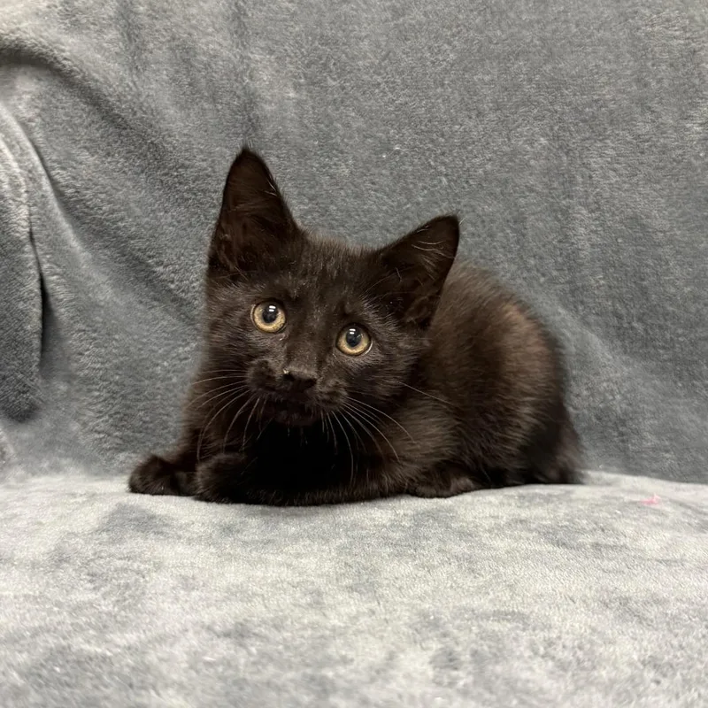 Thackery Binx thumbnail 3