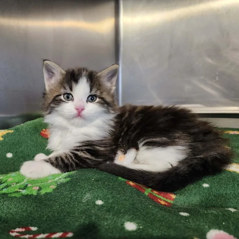 A baby small-sized male Brown / Chocolate Domestic Medium Hair cat named Christopher for adoption in Plainfield, IL